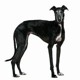 Galgo Espanol dog, 5 years old, standing in front of white backg
