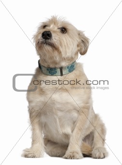 Griffon mixed with a Dachshund, 10 years old, sitting in front o