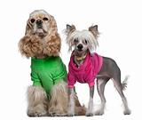 Dressed American Cocker Spaniel and Chinese Crested dog, 3 years