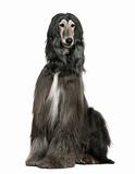 Afghan hound, 7 years old, sitting in front of white background
