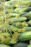 Cucumbers and dill