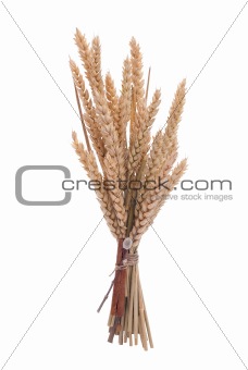 Wheat branch