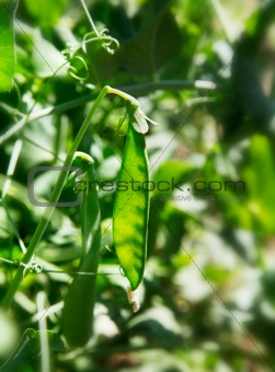 green pea fruit with leaves