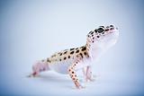 Small gecko reptile lizard