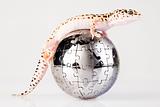 Gecko in globe