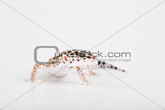 Gecko reptile