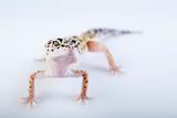 Small gecko reptile lizard