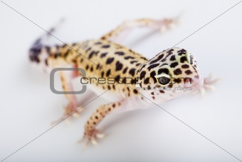 Young Leopard gecko a white background