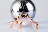 Globe in gecko