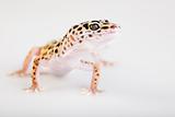 Young Leopard gecko a white background