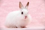 Little White Domestic Rabbit on Pink Background