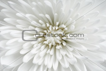 Brightly white beautiful flower close up