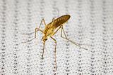 Mosquito bitten through fabric and sucks blood
