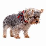  curious yorkshire terrier