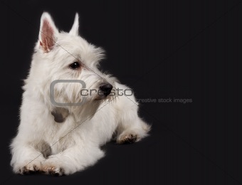 westie looking to a side