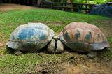 two turtles kissing