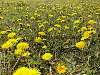 mystic dandelion field