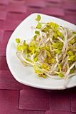 salad sprouts on a white plate