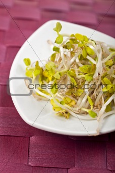 salad sprouts on a white plate