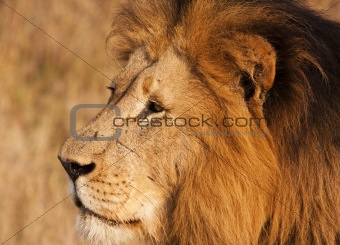 Male Lion With Scars Close-up