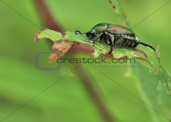 Japanese Beetle - Popillia japonica