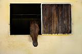 Horse with head out of window in stable