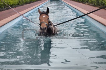 swimming horse in horse's swimming pool