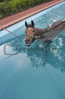 swimming horse in horse's swimming pool