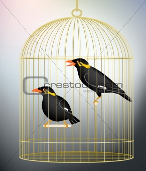 Caged myna birds