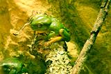 Green tree frog sitting on branch