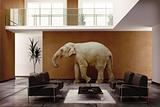 elephant indoor
