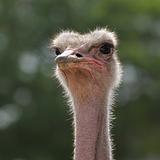 Head ostrich 
