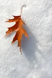 Leaf in the snow.