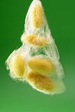 yellow silkworm cocoon over green