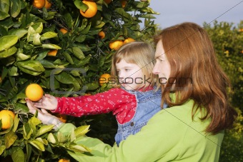 mother showing daughter orange tree harvest 