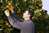 orange tree field farmer harvest picking fruits