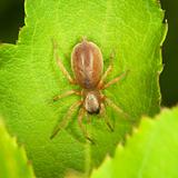Small thick spider on green leaf