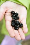 Blackberries on a woman hand in the forest