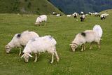 Green meadow with Pyrenees sheeps