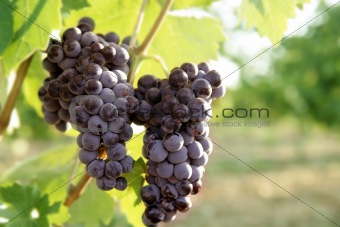 Agriculture wine red grapefruit field