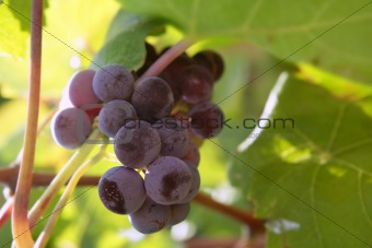 Agriculture wine red grapefruit field