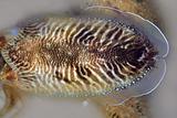 Cuttlefish uncooked a Mediterranean squid