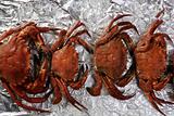 Lio carcinus puber crabs row