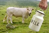 Milk pot farmer hand cow in meadow