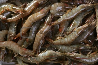 penaeus vannamei prawns shrimps pattern