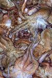 background octopus mediterranean texture catch