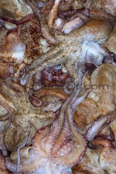 background octopus mediterranean texture catch
