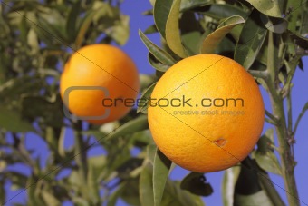 oranges fruit in orange tree sky background