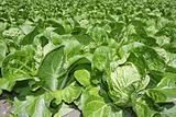 cabbage green vegetables field in spring farmland