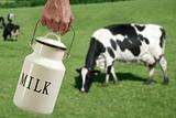 Milk pot farmer hand cow in meadow